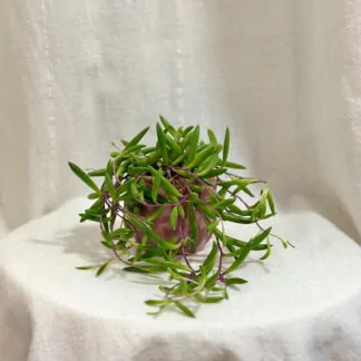 senecio herreianus purple flush string of bananas sukulent starček