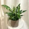 Lopatkovec / Spathiphyllum wallisii ‘Sweet Curiosa’ Lopatkovec Spathiphyllum wallisii Sweet Curiosa
