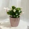 Schlumbergera / Vánoční kaktus bílý Schlumbergera / Vánoční kaktus bílý