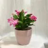 Schlumbergera / Vánoční kaktus růžový Schlumbergera / Vánoční kaktus růžový