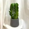 Zamioculcas zamiifolia ‘Tower’ Zamioculcas zamiifolia Tower nenarocna pokojovka