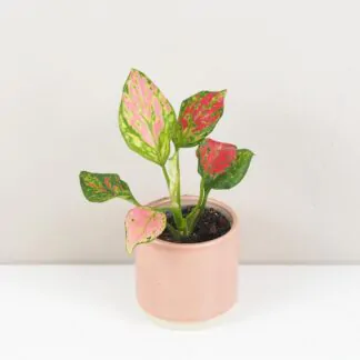 Pokojové rostliny, řasokoule a příslušenství Aglaonema ‘Red Valentine’ malá