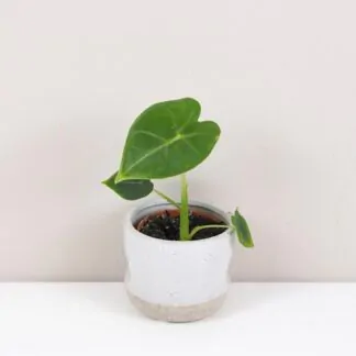 Pokojové rostliny, řasokoule a příslušenství alocasia frydek mala