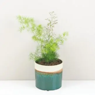 Pokojové rostliny, řasokoule a příslušenství asparagus umbellatus pokojovka