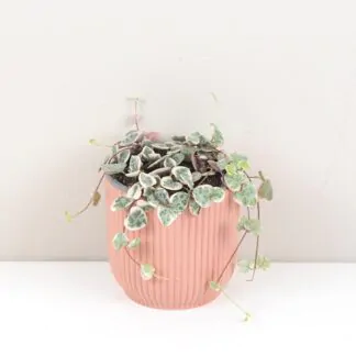 Pokojové rostliny, řasokoule a příslušenství lampasik ceropegia woodi variegata panasovana tahava rastlina srdiecka string of hearts