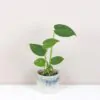 Monstera deliciosa baby monstera deliciosa baby mala nenarocna pokojovka