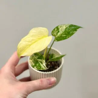 Kterou monsteru si vybrat? Top 10 druhů monster, které stojí za to znát monstera deliciosa mint variegated
