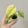Monstera deliciosa ‘Mint’ baby monstera deliciosa mint variegated