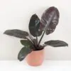 Philodendron ‘Black Cardinal’ velký philodendron black cardinal velky cerny filodendron