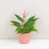 Anthurium andraeanum ‘Lilli’ střední Anthurium andraeanum Lilli ruzova anturia