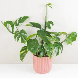 Péče o Epipremnum / Pothos: Tipy i pro začátečníky epipremnum pinnatum cintho goldfinger