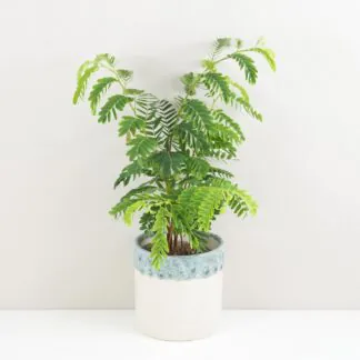 Pokojové rostliny, řasokoule a příslušenství Tamarind indický tamarindus indica