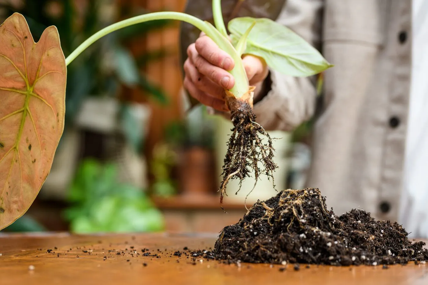 Hniloba kořenů pokojových rostlin: jak ji poznat a zachránit pokojovku Hniloba kořenů pokojových rostlin: jak ji poznat a zachránit rostlinu