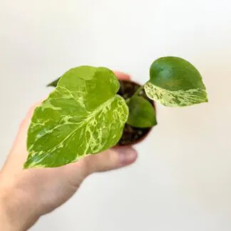 monstera deliciosa bulbasaur raritni pokojovka