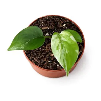 Pokojové rostliny, řasokoule a příslušenství monstera deliciosa bulbasaur raritni pokojovka