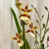 Orchidej Oncidium ‘Colmanara Jungle’ orchidej oncidium Colmanara Jungle