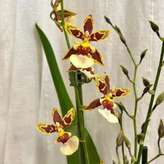 Pokojové rostliny, řasokoule a příslušenství orchidej oncidium Colmanara Jungle
