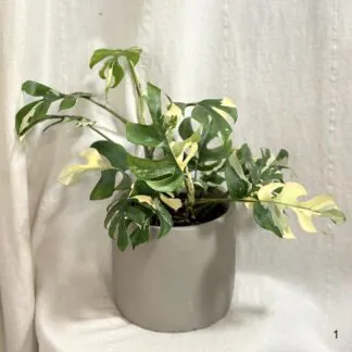 Pokojové rostliny, řasokoule a příslušenství Rhaphidophora tetrasperma variegata (Monstera Minima)