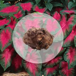 hliza caladium freida hemple jak vypestovat kaladium z hlizy