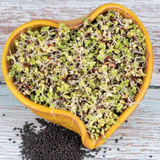 Pokojové rostliny, řasokoule a příslušenství brokolice semena na kliceni microgreens klicky kliceni