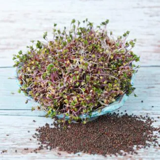 Pokojové rostliny, řasokoule a příslušenství cervene zeli semena na kliceni microgreens klicky kliceni