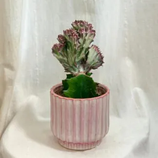 Pokojové rostliny, řasokoule a příslušenství euphorbia lactea cristata ruzova sukulent