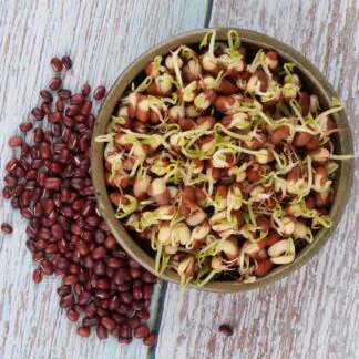Pokojové rostliny, řasokoule a příslušenství fazole adzuki semena na kliceni microgreens klicky kliceni