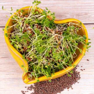 Pokojové rostliny, řasokoule a příslušenství horcice cerna semena na kliceni microgreens klicky kliceni