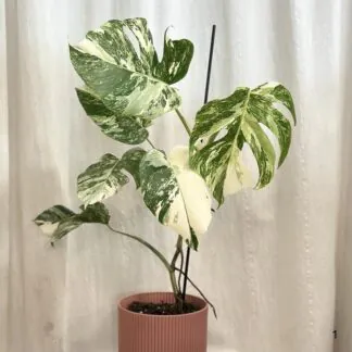 Monstera – 10 nejčastějších problémů a jak je vyřešit monstera deliciosa albo variegata bílá raritni pokojovka