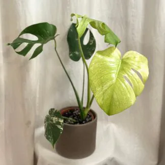 Pokojové rostliny, řasokoule a příslušenství monstera deliciosa mint variegated