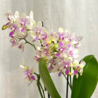 Pokojové rostliny, řasokoule a příslušenství orchidea phalenopsis blossom bliss kvetouci pokojova rostlina