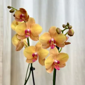 Pokojové rostliny, řasokoule a příslušenství orchidea phalenopsis buddha kvetouci pokojova rostlina