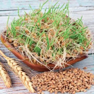 Pokojové rostliny, řasokoule a příslušenství psenice semena na kliceni microgreens klicky kliceni