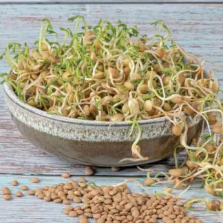Pokojové rostliny, řasokoule a příslušenství cocka semena na kliceni microgreens klicky kliceni