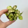 Hoya heuschkeliana variegata malá hoya heuschkeliana variegata voskovka popinava pokojovka