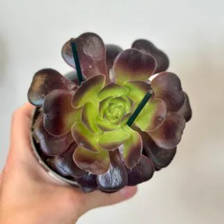Pokojové rostliny, řasokoule a příslušenství aeonium arboreum Velours sukulent