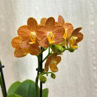 Pokojové rostliny, řasokoule a příslušenství orchidej phalaenopsis indian summer oranzova kvetina