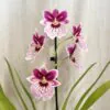 Orchidej Miltoniopsis ‘Princess Diana’ Orchidej Miltoniopsis Princess Diana ruzova kvetouci pokojovka