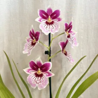 Pokojové rostliny, řasokoule a příslušenství Orchidej Miltoniopsis Princess Diana ruzova kvetouci pokojovka