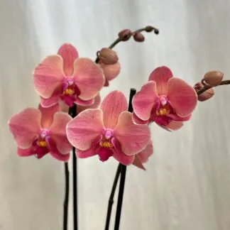 Pokojové rostliny, řasokoule a příslušenství orchidej phalaenopsis Anthura Narbonne ruzova kvetina
