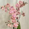 Orchidej Phalaenopsis ‘Odorion’ orchidea phalenopsis odorion Aromio Sweet kvetouci pokojova rostlina