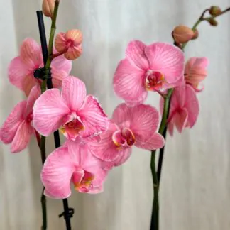 Pokojové rostliny, řasokoule a příslušenství orchidej phalaenopsis royal pink ruzova kvetina