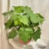 Lipka africká / Sparrmannia africana velká Sparrmannia africana lipka africká kamerlinde